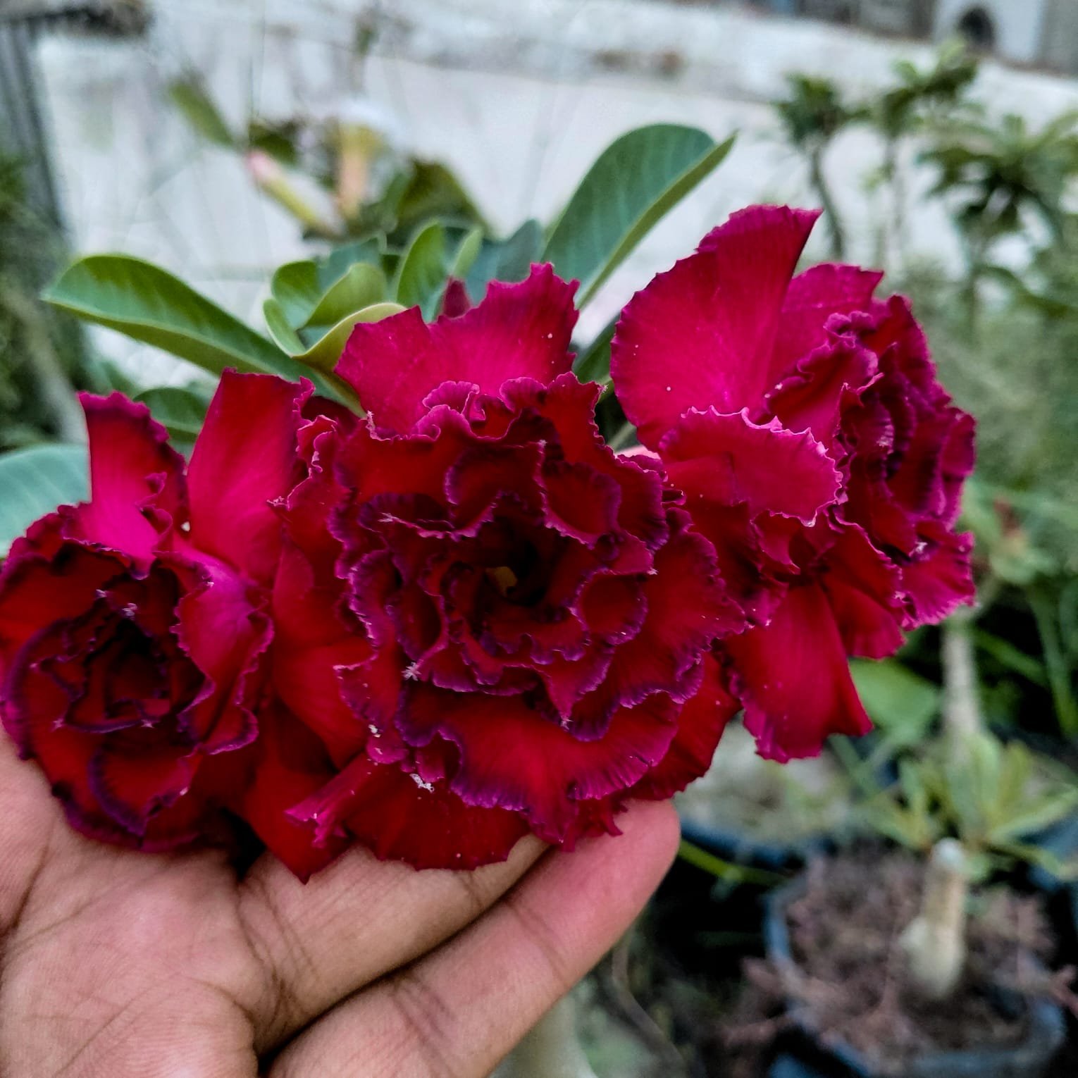 Adenium 'Red'-Triple Petal