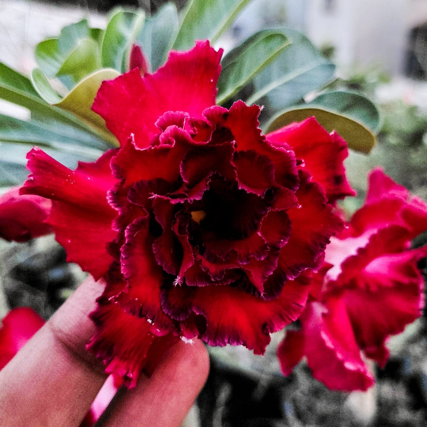 Adenium 'Red'-Triple Petal
