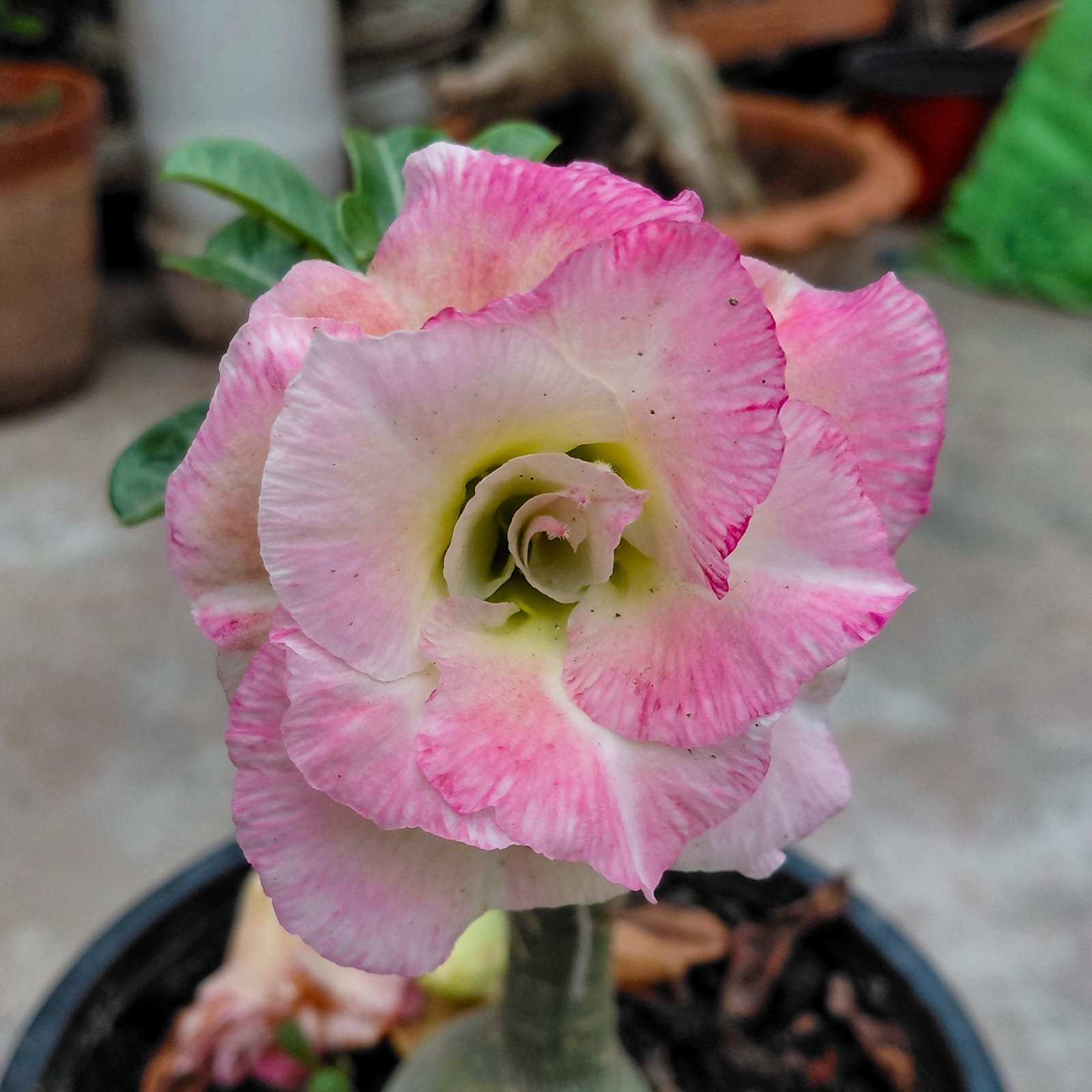 Adenium 'Maya'- Double Petal