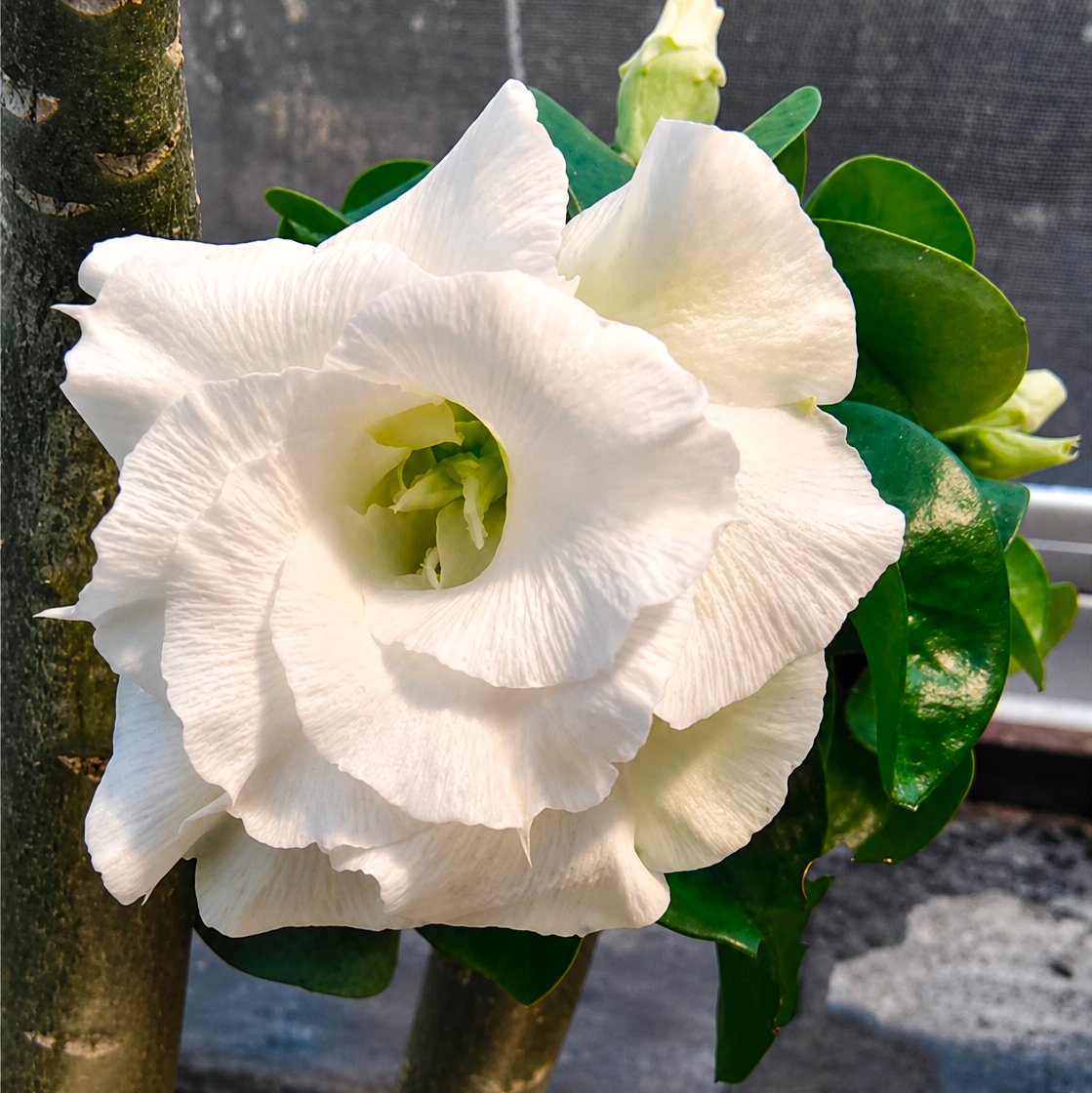 Adenium 'Taiwan Mini White'- Triple Petal