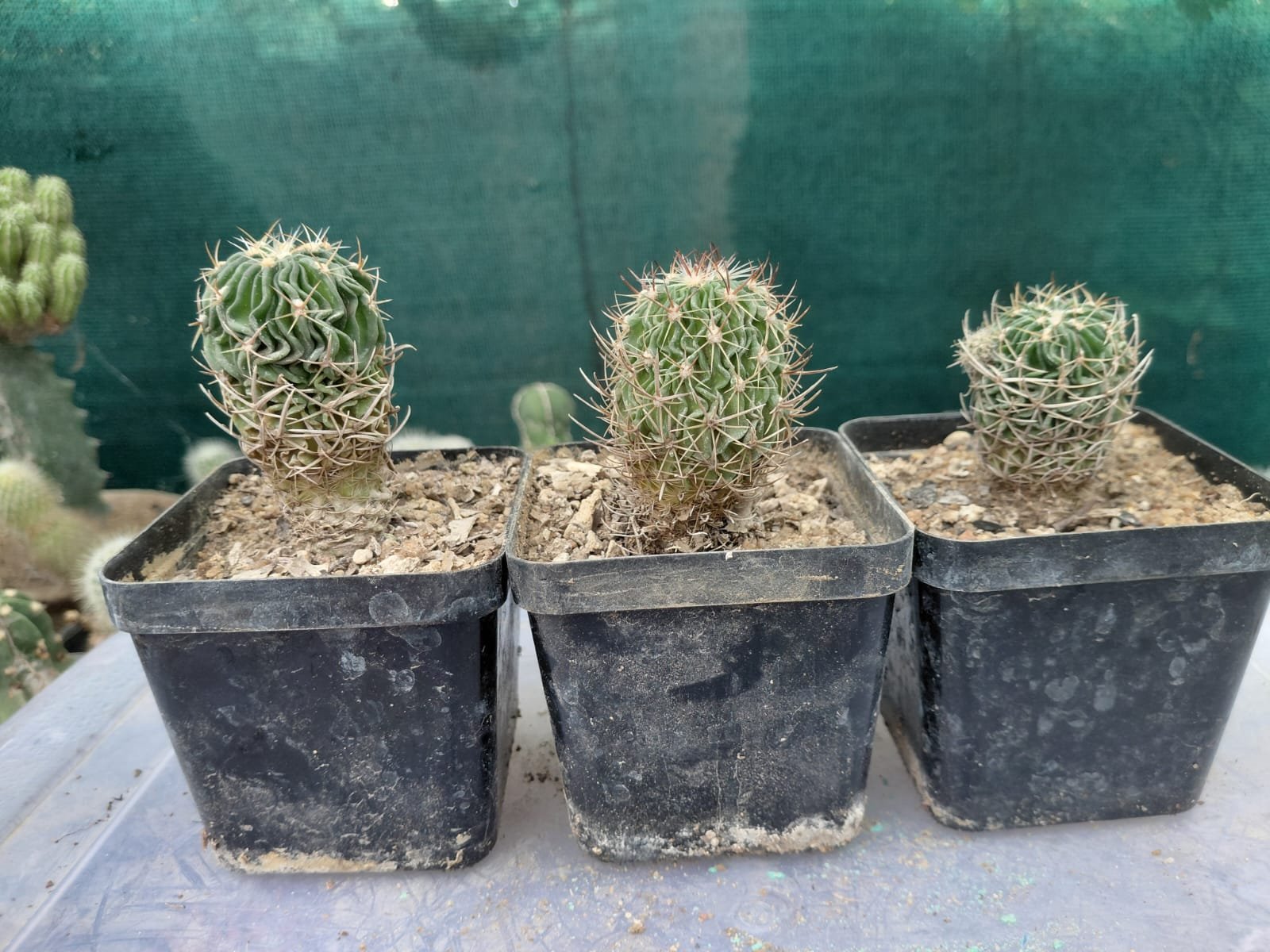 Cactus 'Noto'