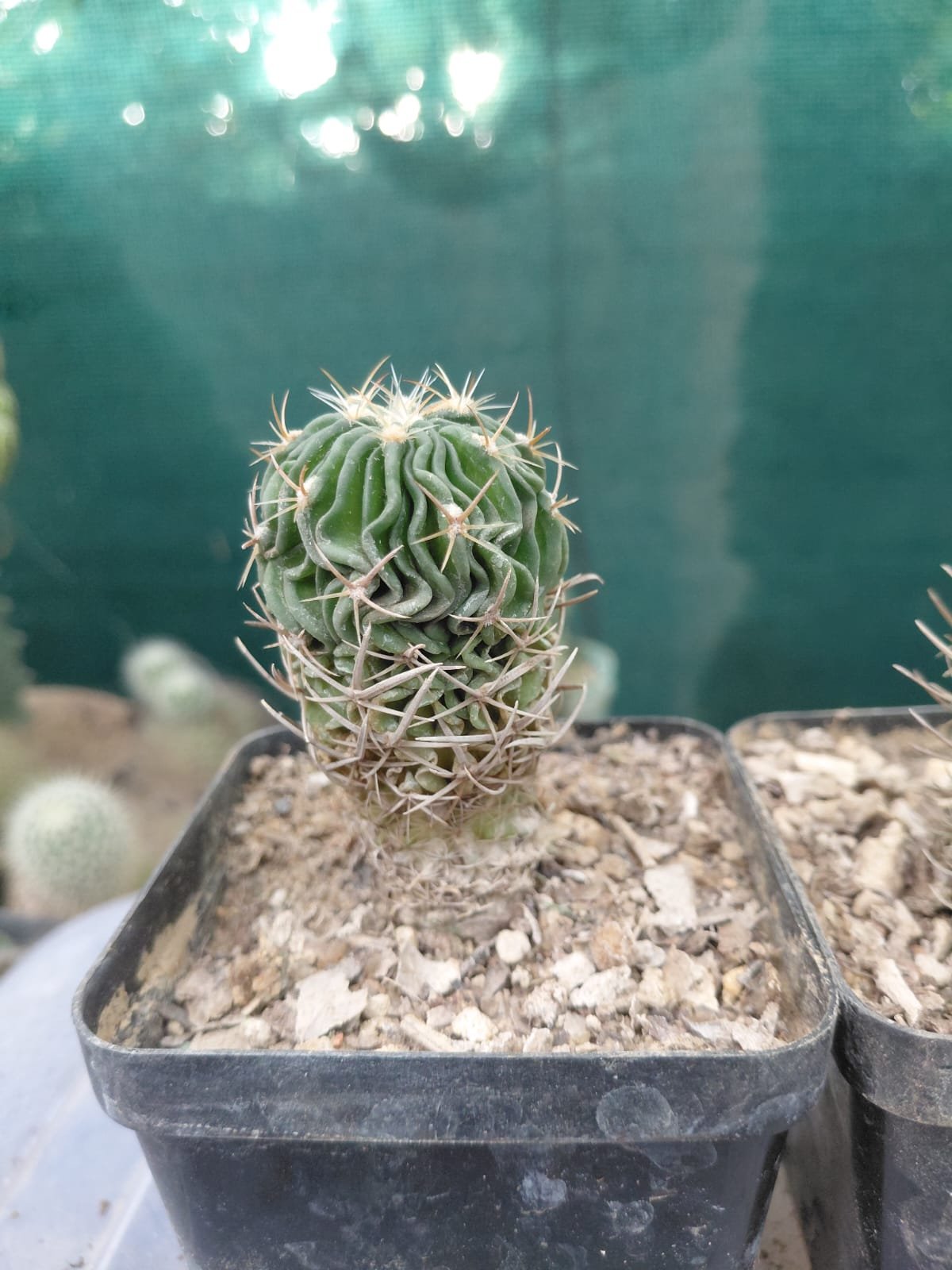 Cactus 'Noto'