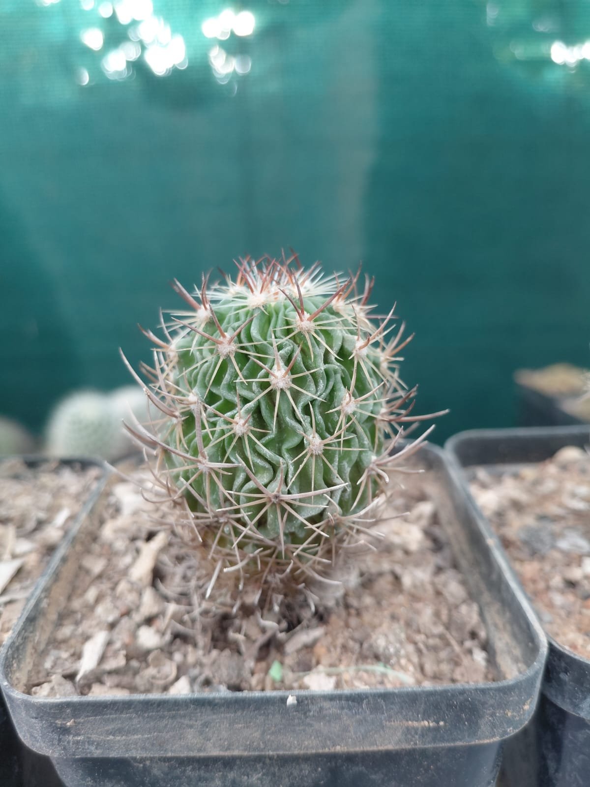 Cactus 'Noto'