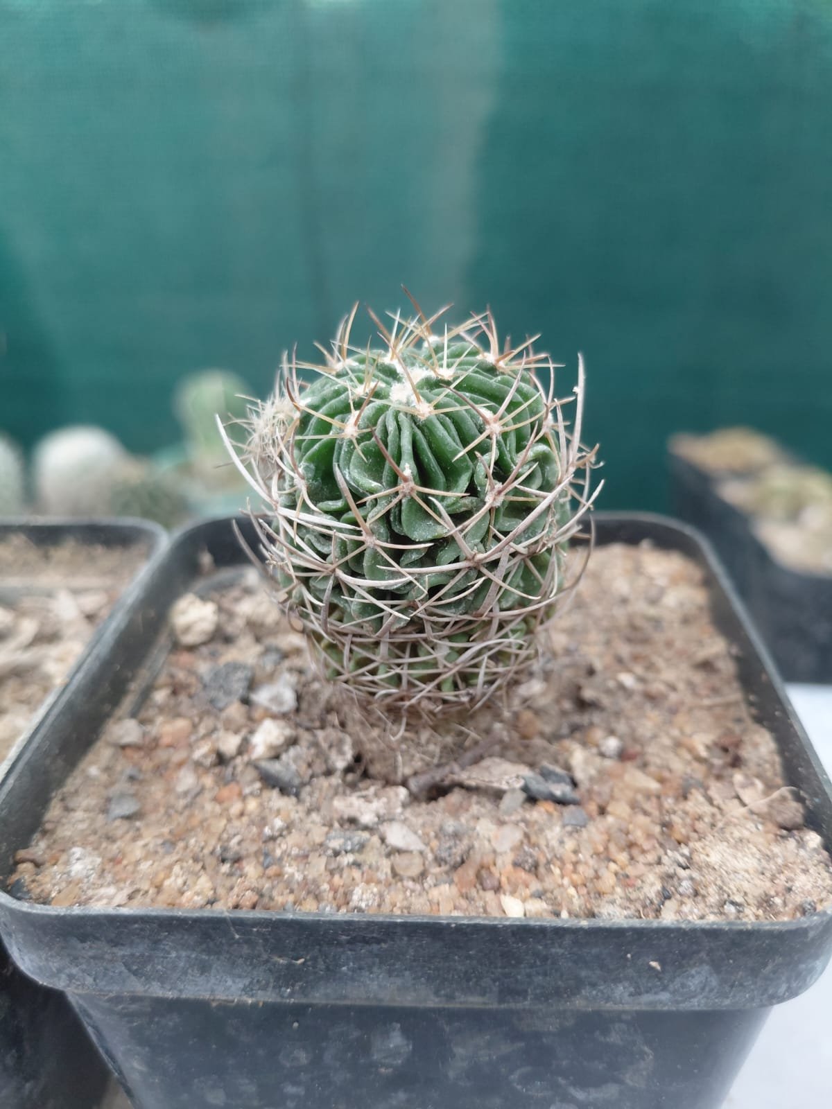 Cactus 'Noto'