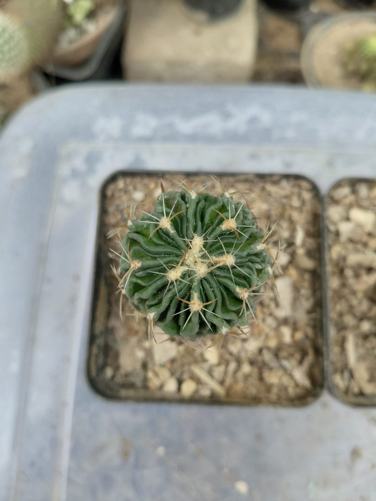 Cactus 'Noto'