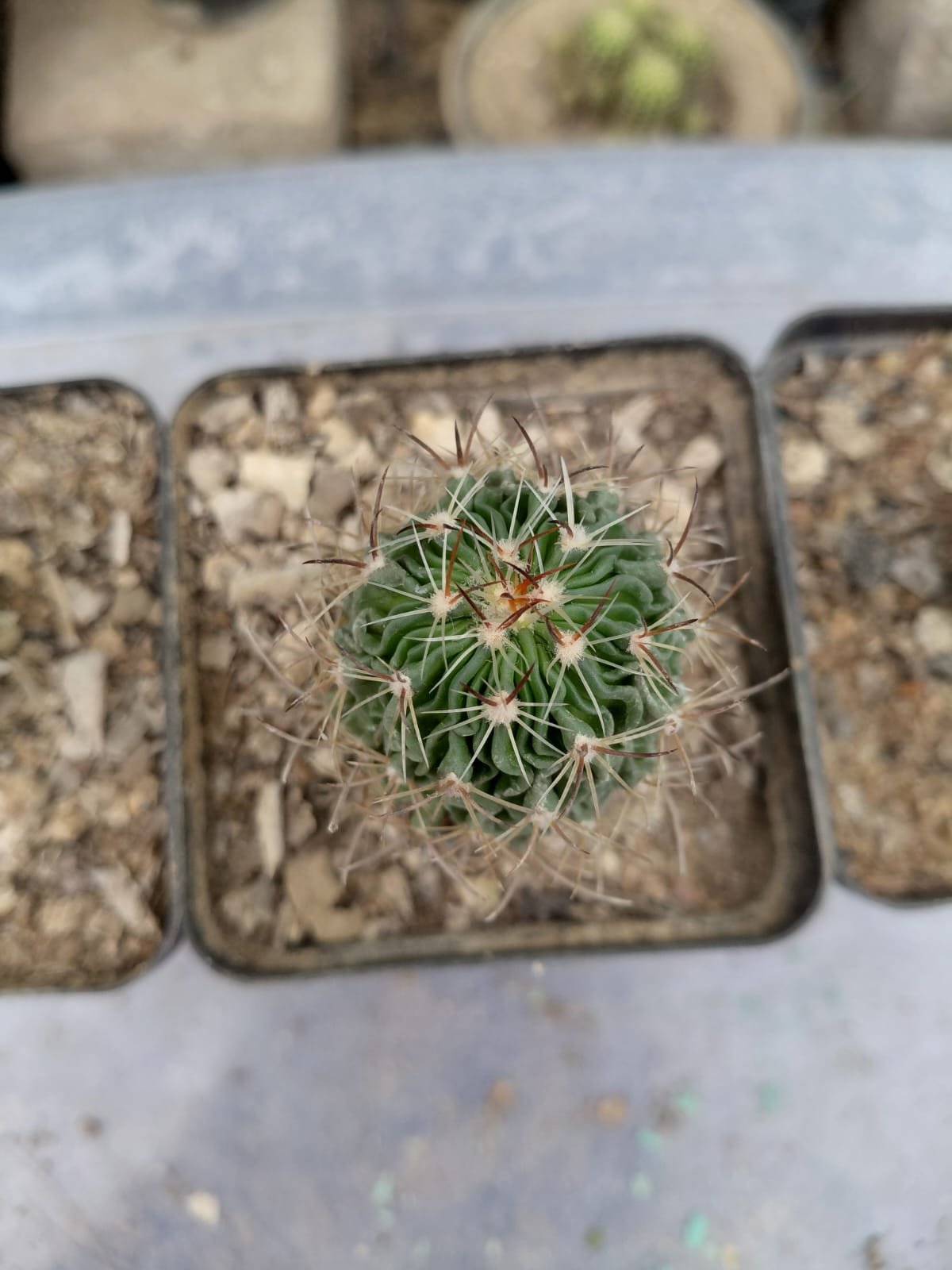 Cactus 'Noto'