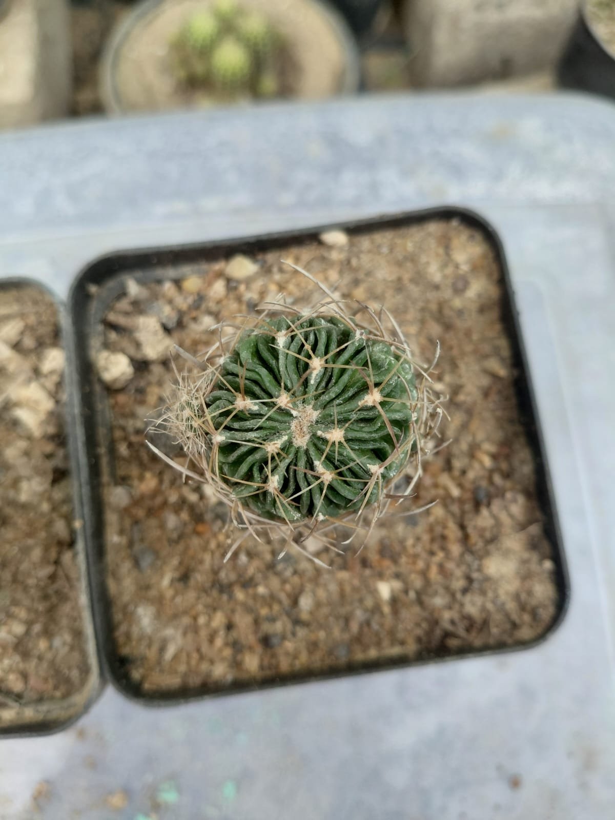 Cactus 'Noto'