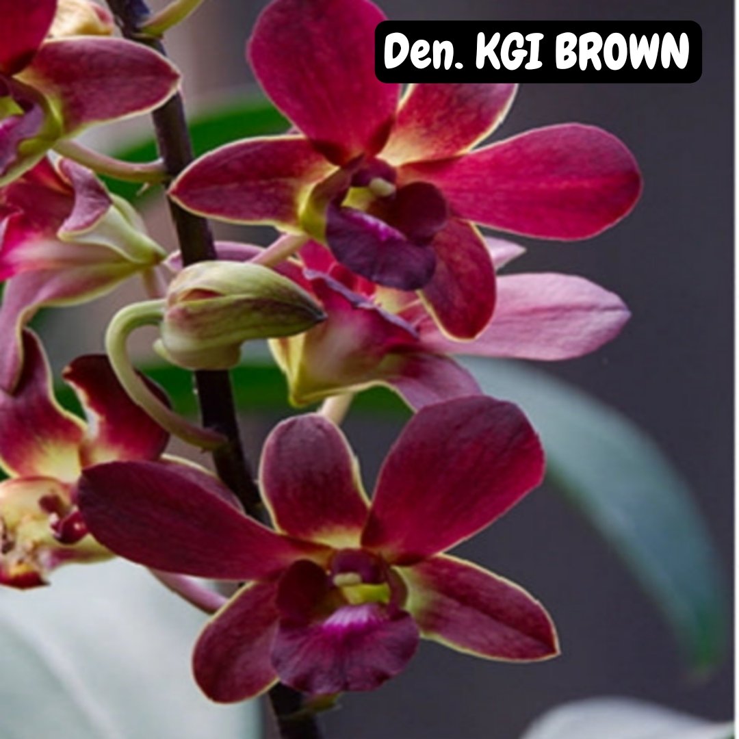 Dendrobium Orchid ' KGI BROWN '