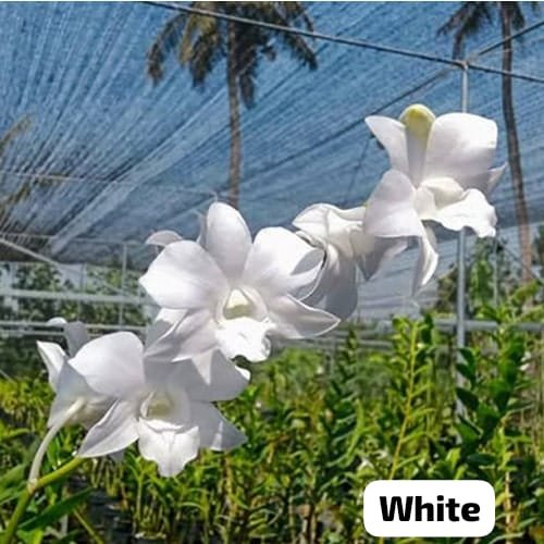 Dendrobium Orchid ' Sofia White '