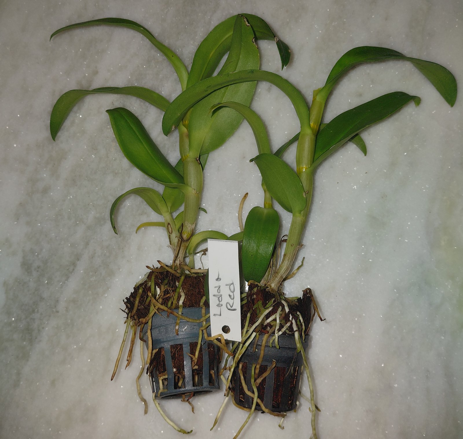 Dendrobium Orchid 'Ladda Red'
