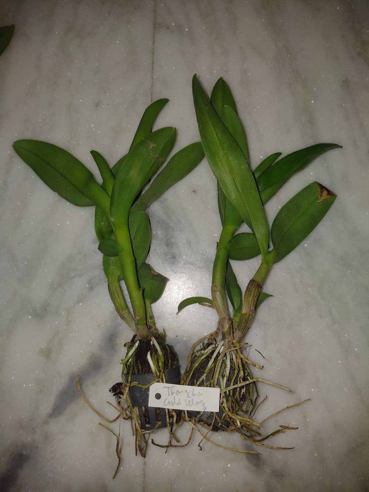 Dendrobium Orchid ' Thongchai Gold Splash '