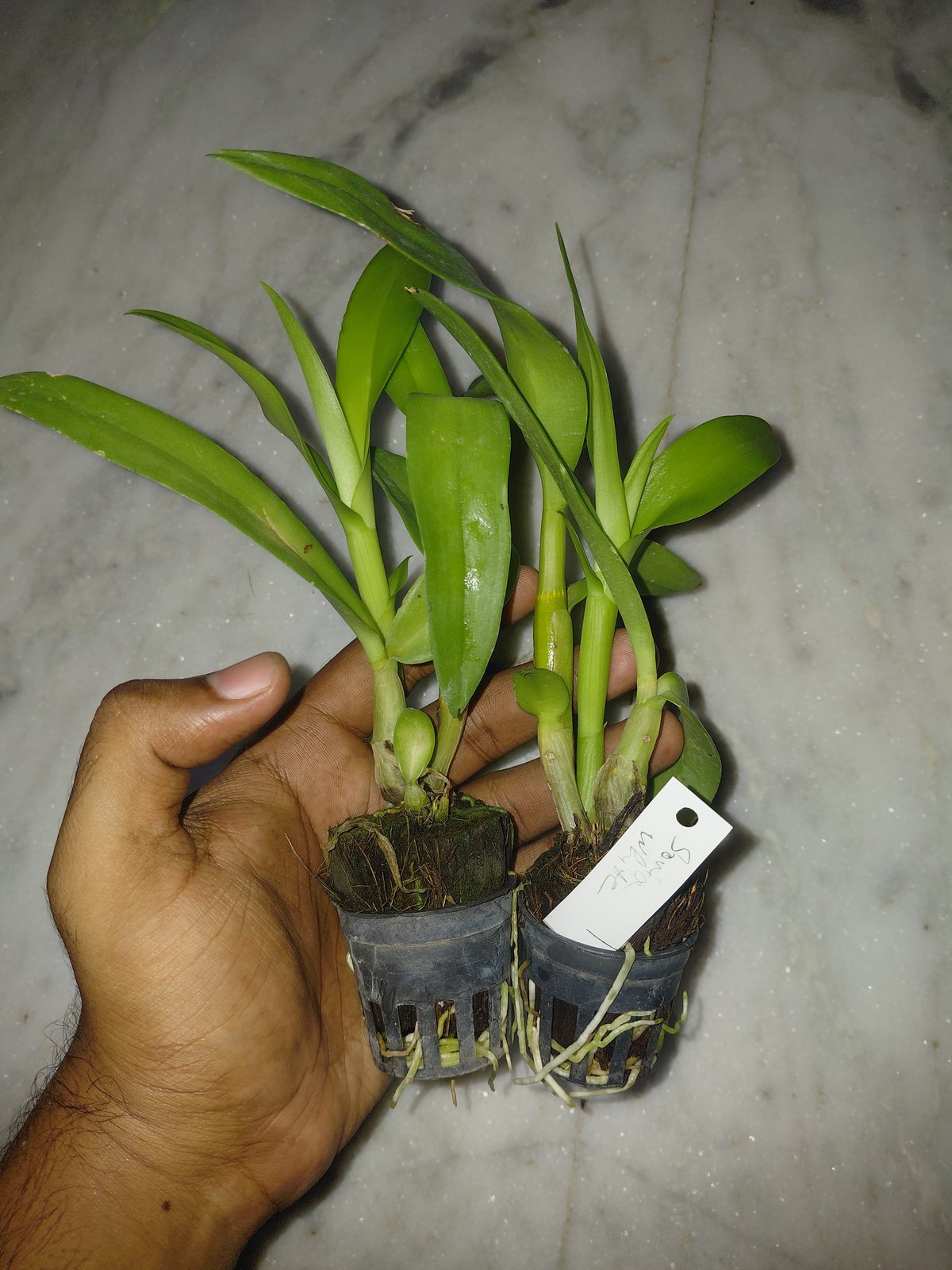 Dendrobium Orchid ' Sofia White '