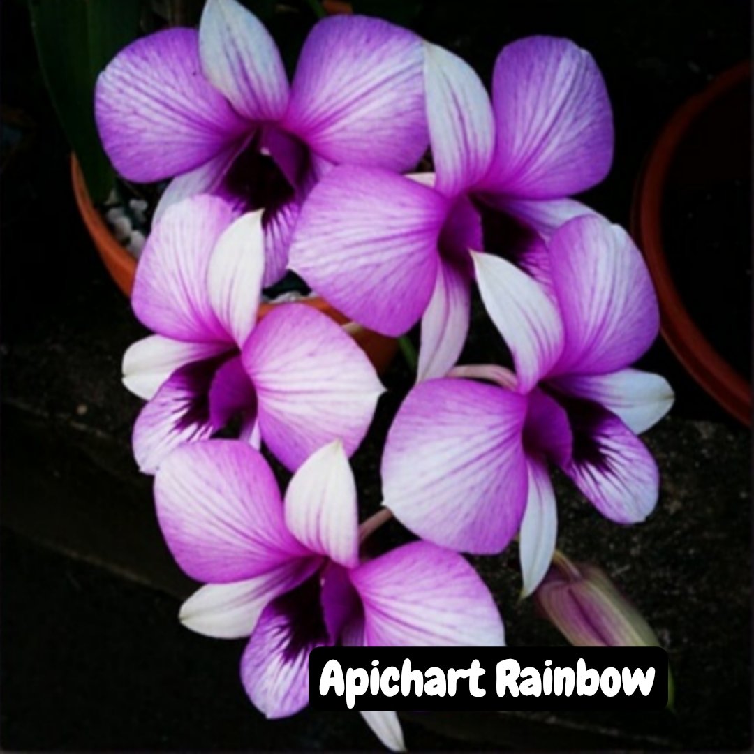 Dendrobium Orchid ' Apichart Rainbow '