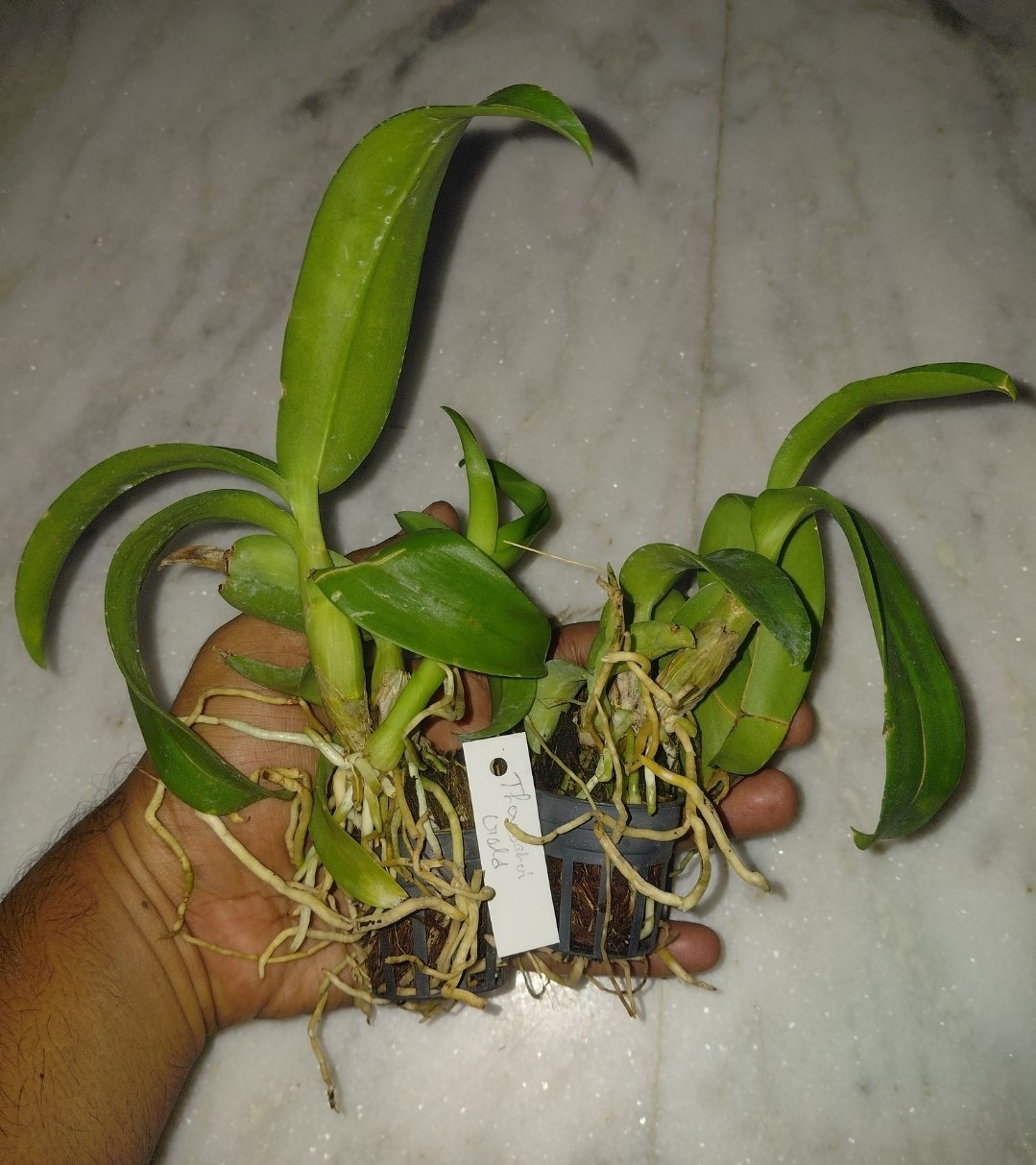 Dendrobium Orchid ' Thongchai Gold'