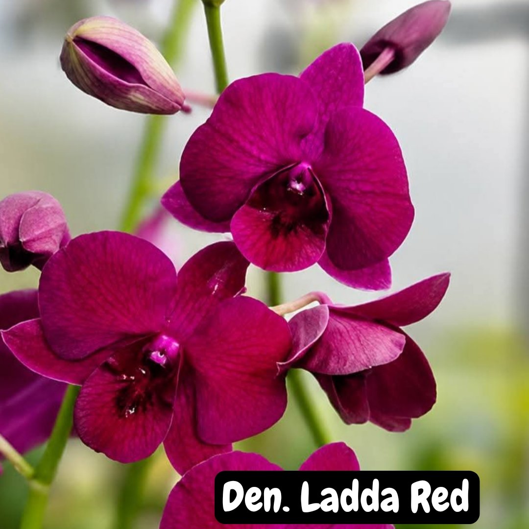 Dendrobium Orchid 'Ladda Red'